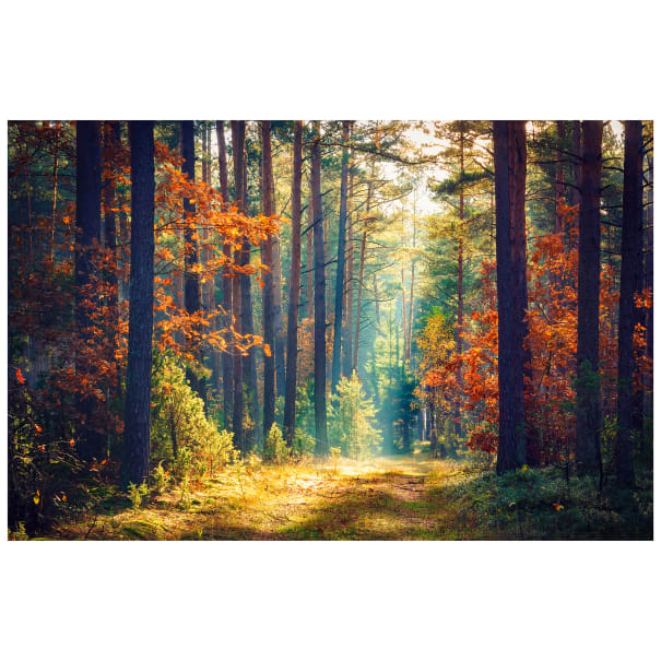 The View From Here Panel - Autumn Stroll - Northcott Studio